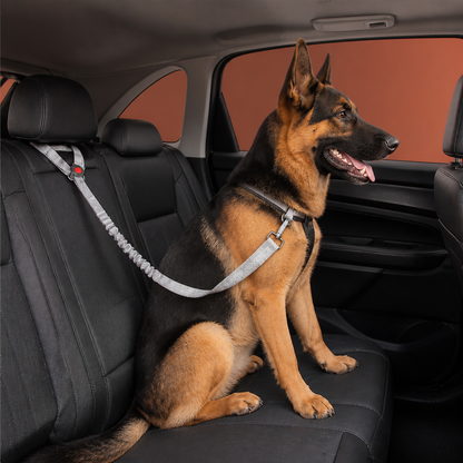 Hunde Auto Sicherheitsgurt